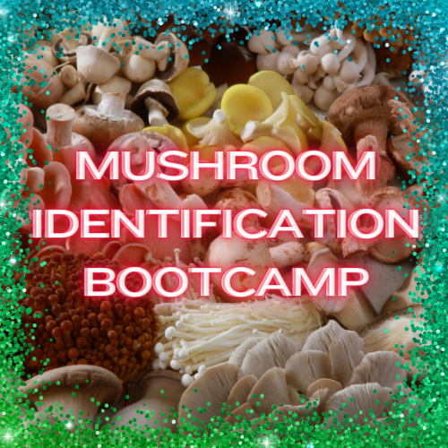 Mushroom Identification Bootcamp