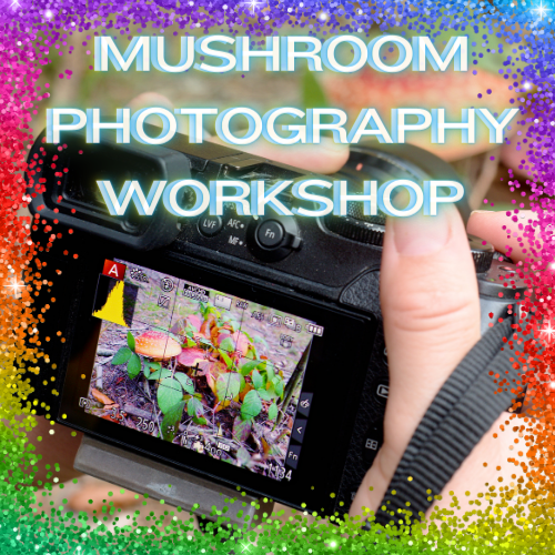 Mushroom Photography Workshop