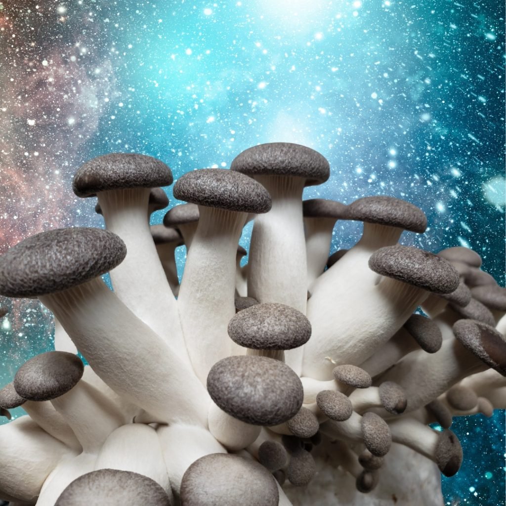 Unveiling the Mysteries of Mushroom Mycelium: A Journey to the Outer Reaches of Space