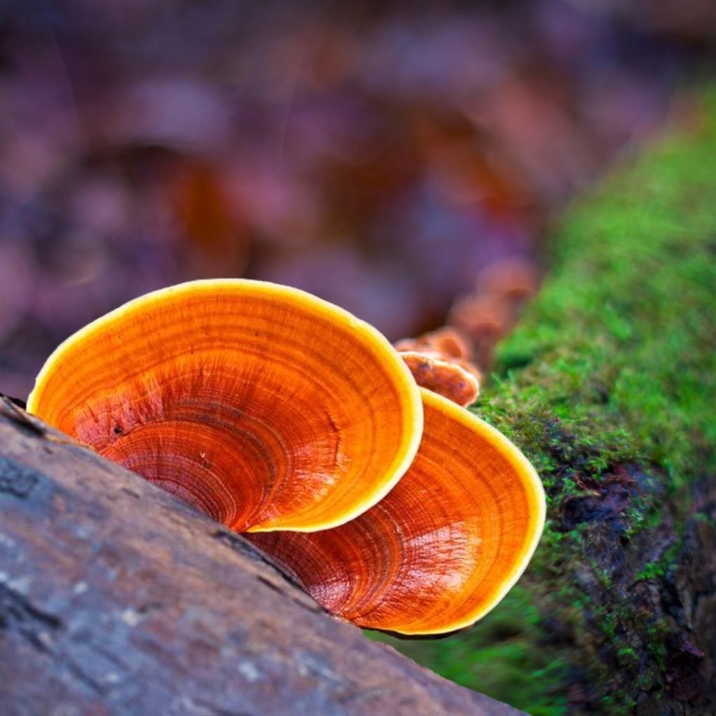 Red Reishi: The Immortal Mushroom