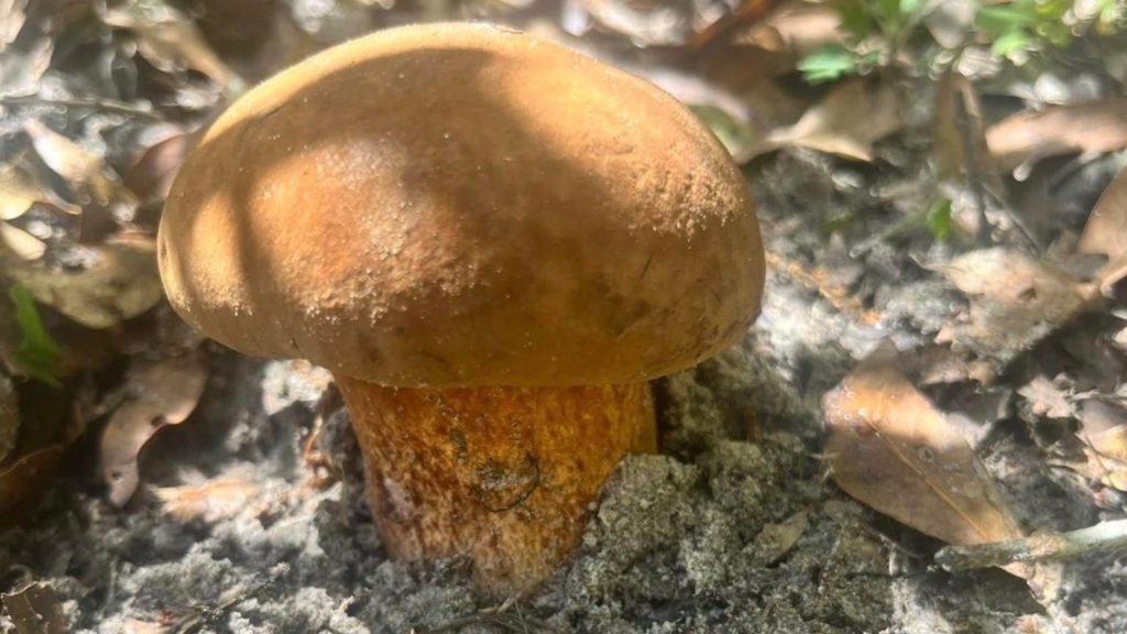 Outdoor Mushroom Cultivation: Harnessing Nature’s Power