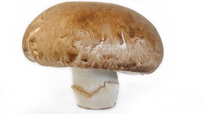 🍄🧬 Portobello Mushroom (Agaricus Bisporus) - Image 3