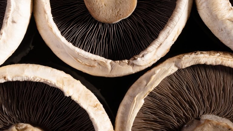 🍄🧬 Portobello Mushroom (Agaricus Bisporus) - Image 7