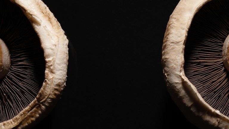 🍄🧬 Portobello Mushroom (Agaricus Bisporus) - Image 10