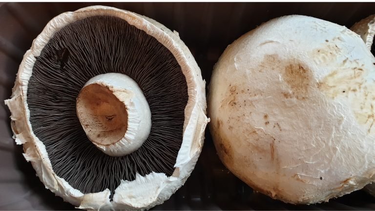 🍄🧬 Portobello Mushroom (Agaricus Bisporus) - Image 4