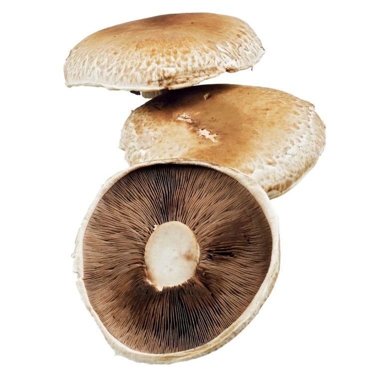 🍄🧬 Portobello Mushroom (Agaricus Bisporus) - Image 2