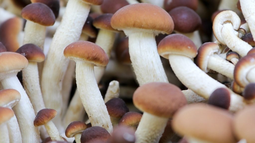 Unlocking the Potential of Agaricus Subrufescens: A Superfood in Your Backyard
