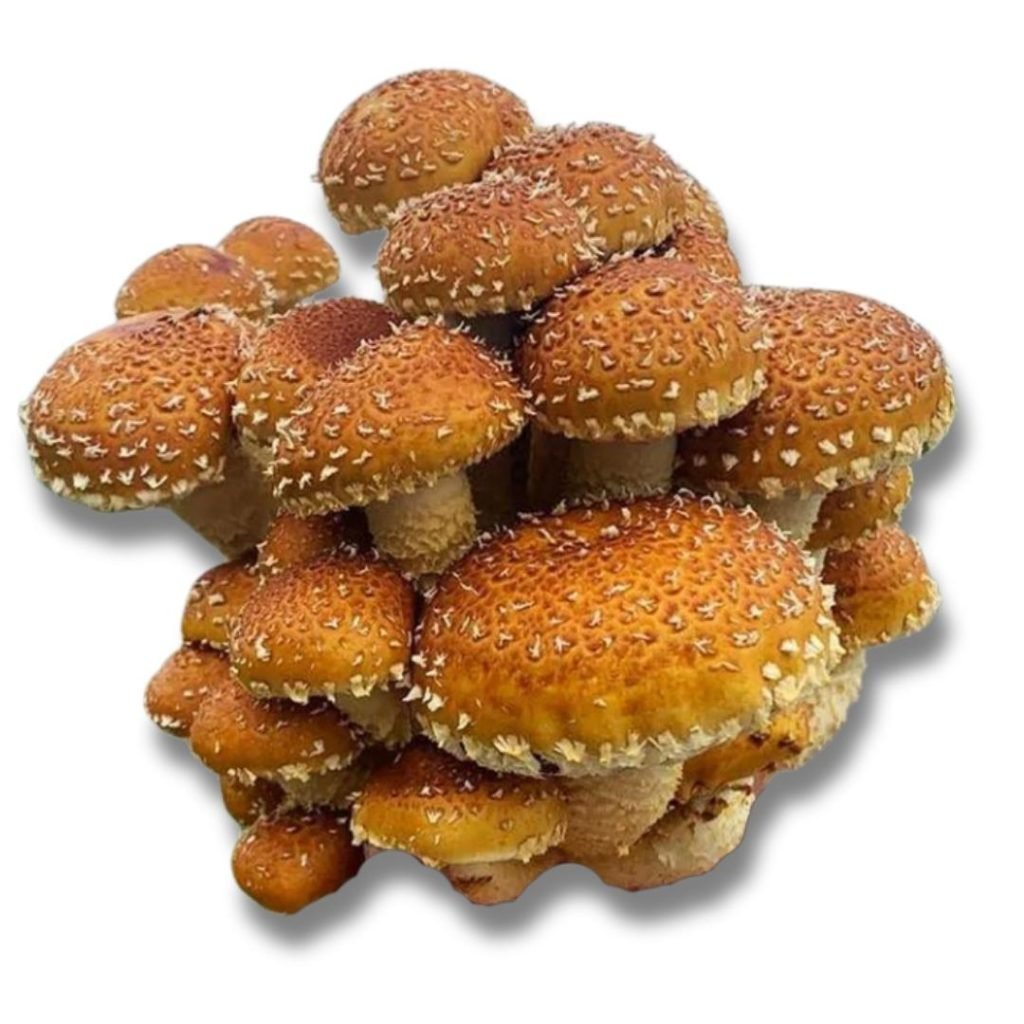 Chestnut Pholiota Adiposa The 🍄 Mushroom Network