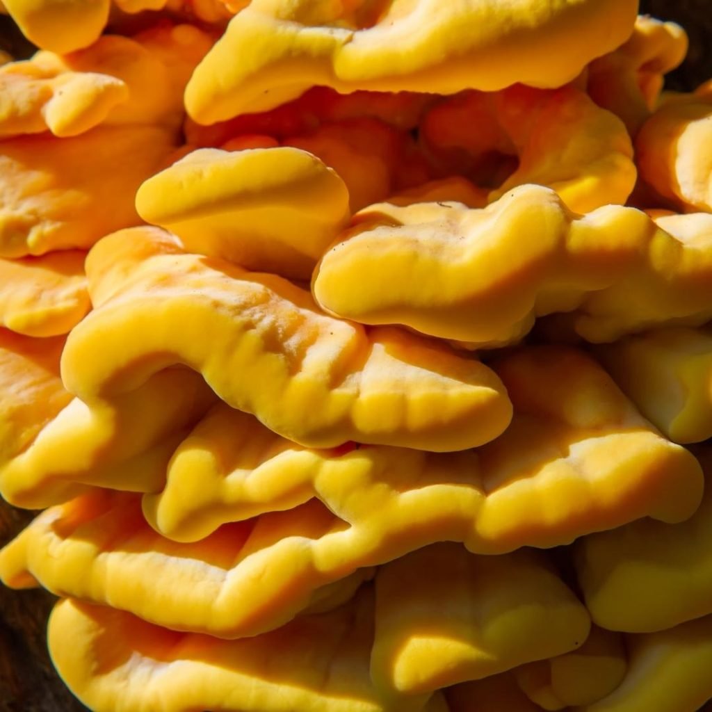 Chicken of the Woods: The Tasty Forest Delight