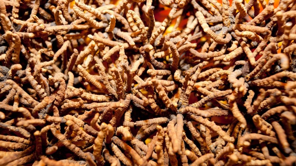 Harnessing the Power of Cordyceps