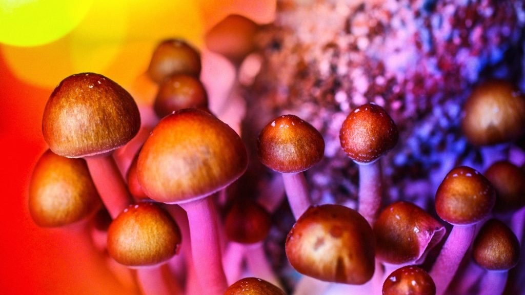 Psychedelic Mushrooms and Beyond: A Holistic Approach to Mental Health and Wellness