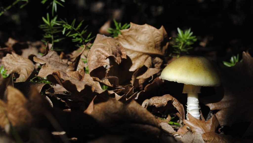 Amanita Phalloides: Unveiling the Deadly Secrets of the Death Cap