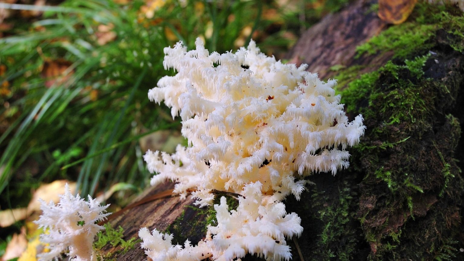 Neurogenesis And Neurotropic Factors In Lion's Mane Mushrooms - The 🍄 Mushroom Network