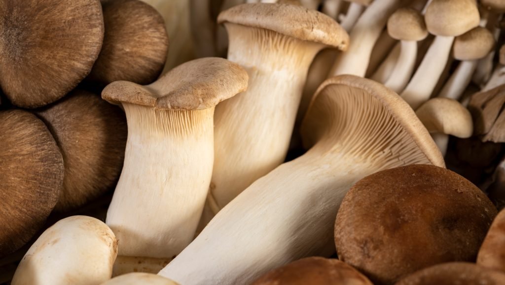 The Royal Healer: Medicinal Benefits of King Oyster Mushrooms
