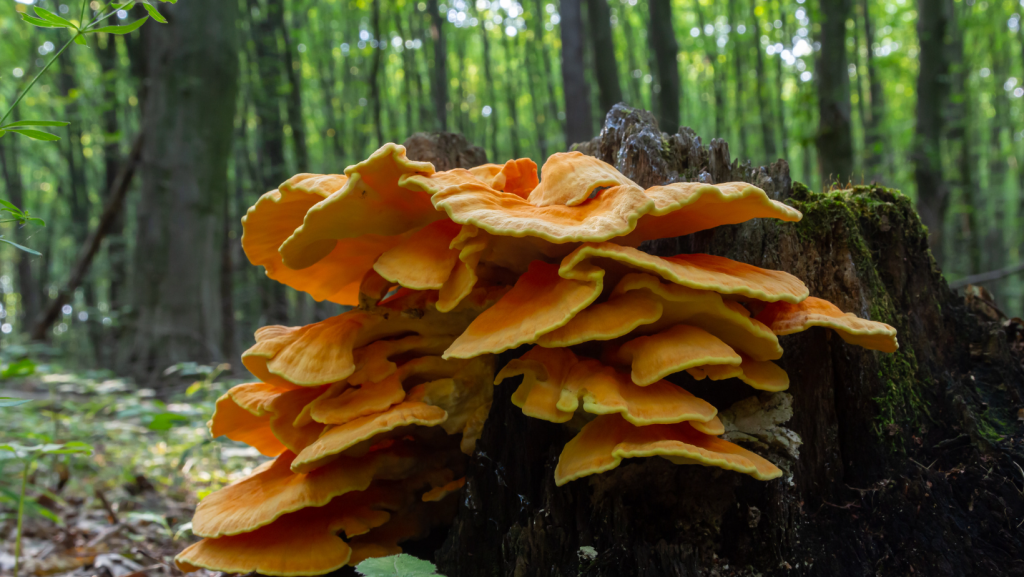 Breeding the Bright: Cultivating Chicken of the Woods
