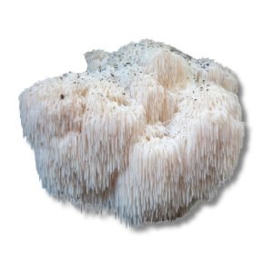 Lion’s Mane (Hericium Erinaceus)