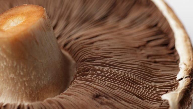 🍄🧬 Portobello Mushroom (Agaricus Bisporus) - Image 17