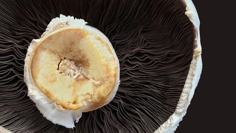 🍄🧬 Portobello Mushroom (Agaricus Bisporus) - Image 12