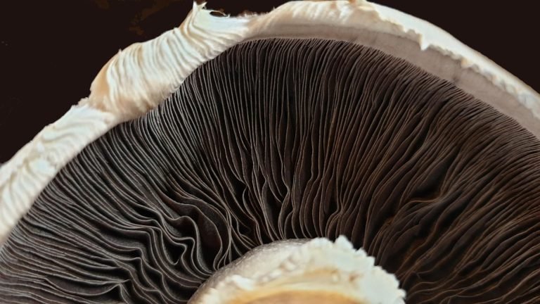 🍄🧬 Portobello Mushroom (Agaricus Bisporus) - Image 13