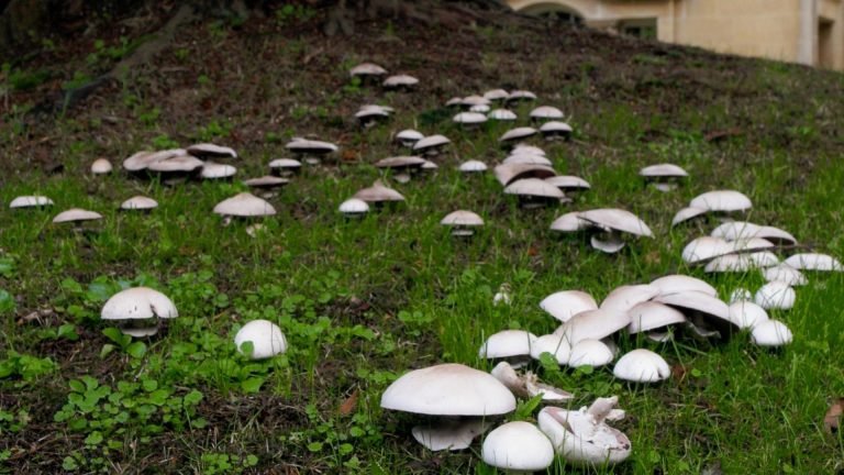 🍄🧬 Portobello Mushroom (Agaricus Bisporus) - Image 14