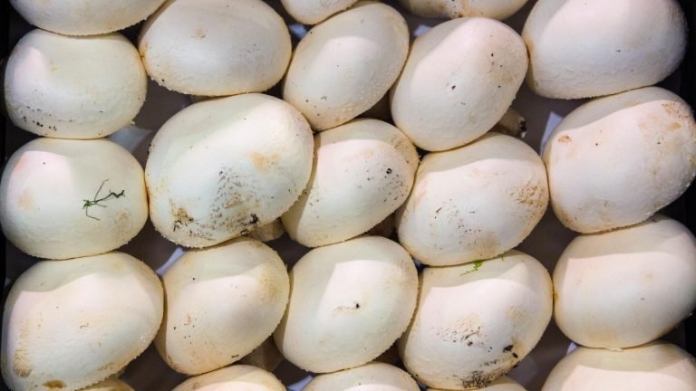 🍄🧬 Portobello Mushroom (Agaricus Bisporus) - Image 15