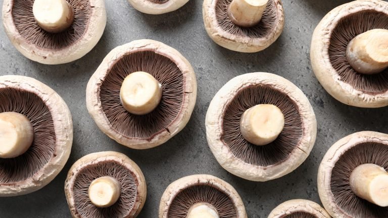 🍄🧬 Portobello Mushroom (Agaricus Bisporus) - Image 16