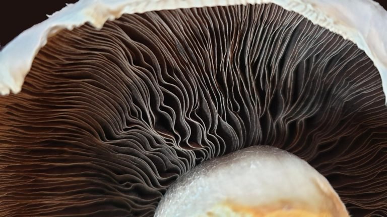 🍄🧬 Portobello Mushroom (Agaricus Bisporus) - Image 8