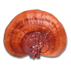 Red Reishi (Ganoderma Lucidum)