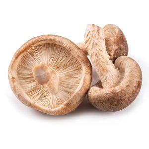 Shiitake (Lentinula Edodes)