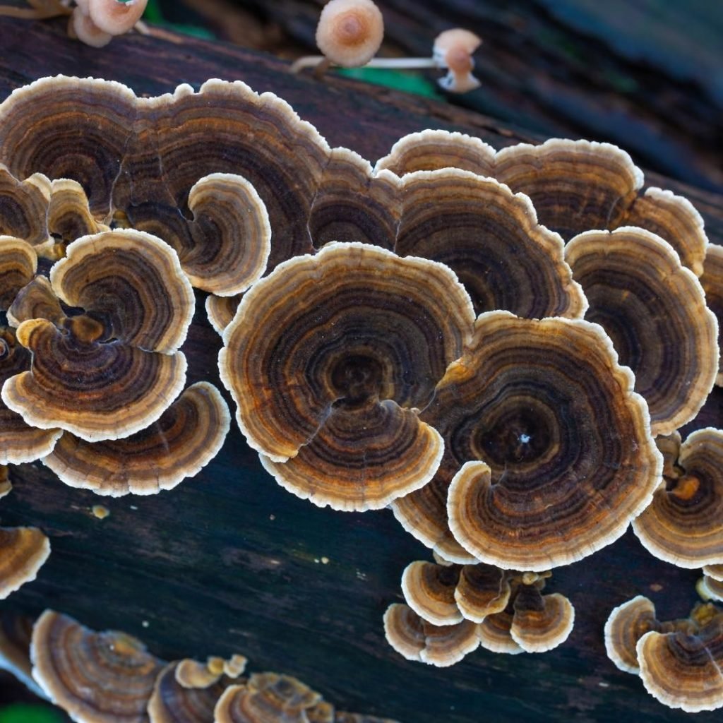 Turkey Tail (Trametes Versicolor) | Agar Punches - The 🍄 Mushroom Network