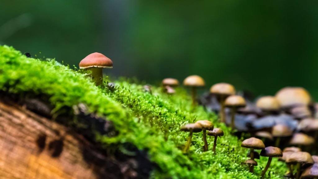 The Pioneers of Mycoremediation: Fungi as Environmental Saviors