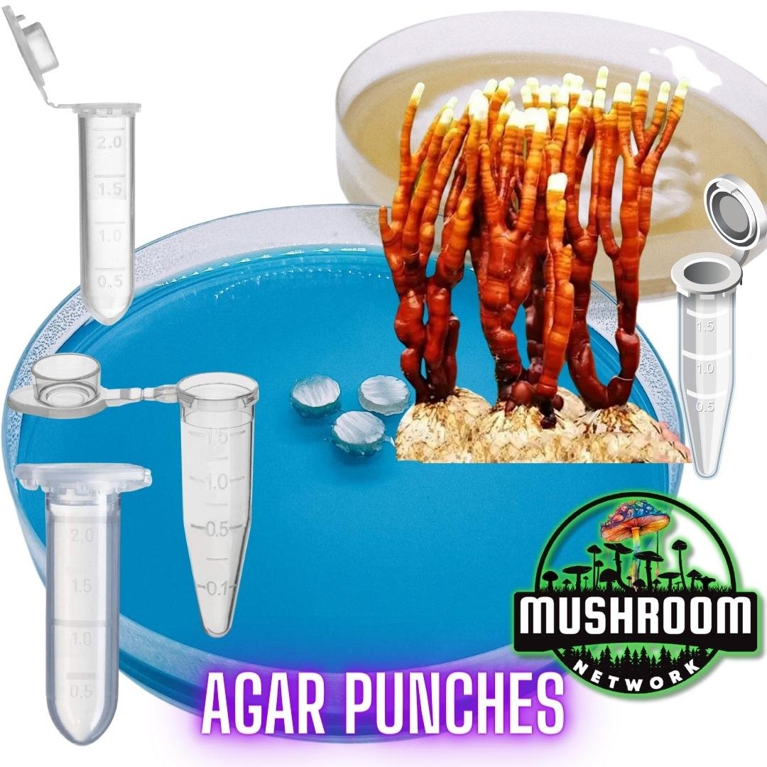 Antler Reishi (Ganoderma Multipilium) | Agar Punches - The 🍄 Mushroom ...