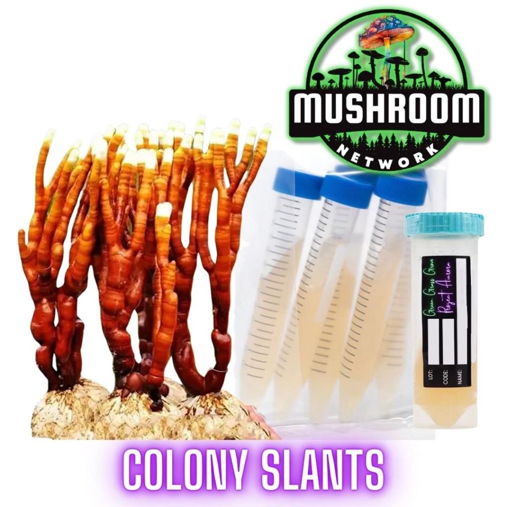 Antler Reishi (Ganoderma Multipilium) | Colony Slants - The 🍄 Mushroom ...