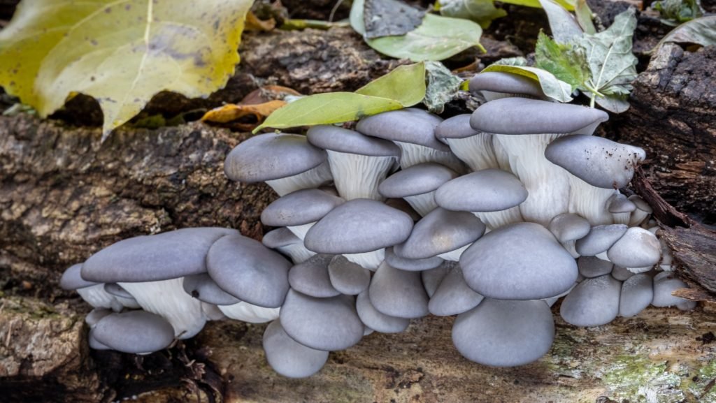 Unearthing the Potential of the Black Pearl Oyster Mushroom