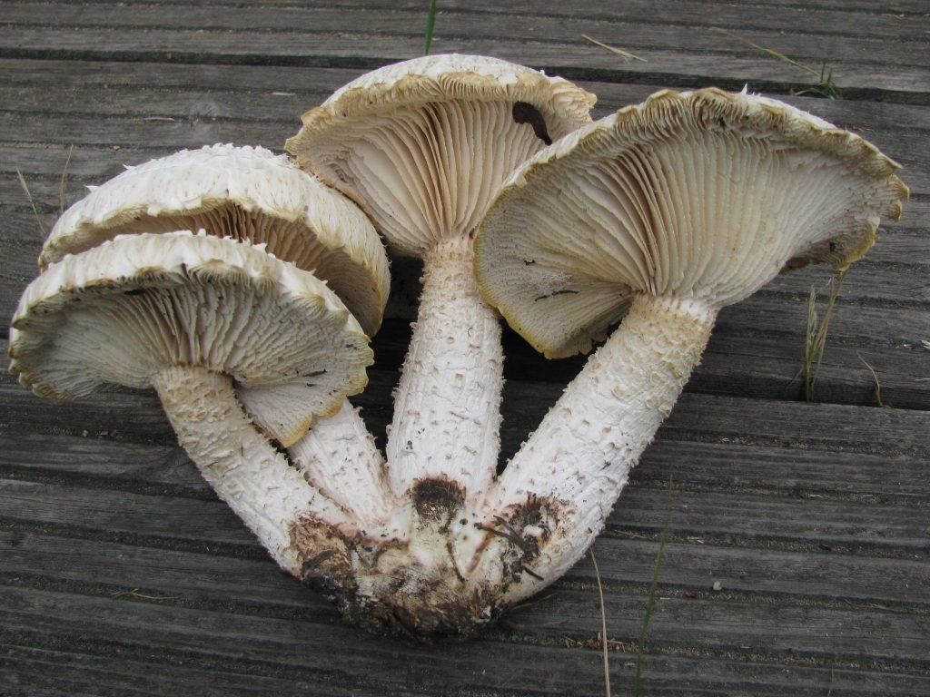Neolentinus Lepideus and the Fascinating World of Wildly Named Mushrooms