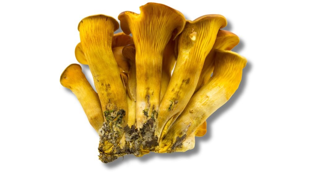 Jack-O’-Lantern Mushroom (Omphalotus Olearius)