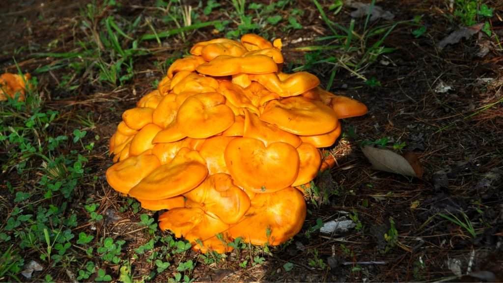 Nature’s Halloween Special: The Story of the Jack-O’-Lantern Mushroom