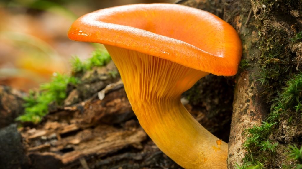 Mimics of the Forest Floor: The Intricacies of Jack-o’-lantern Mushrooms