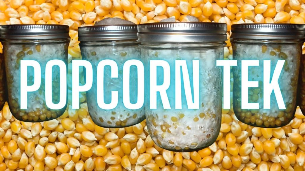 Popcorn TEK for Mycology: A Comprehensive Guide