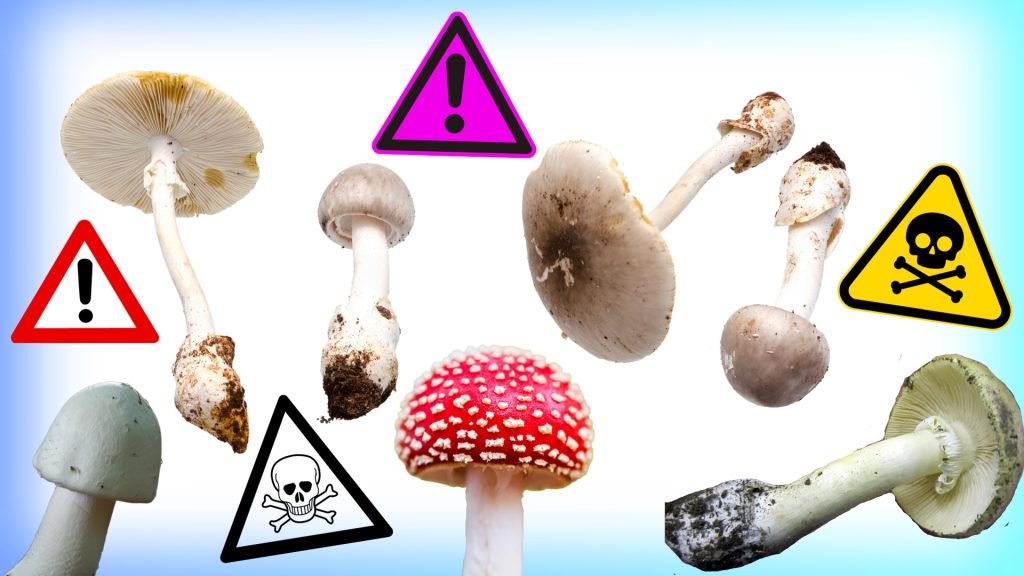 Toxic Beauties: A Closer Look at the World’s Most Dangerous Mushrooms