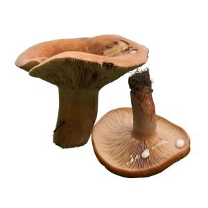 Oak Milkcap (Lactarius Quietus)