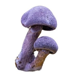 Violet Webcap (Cortinarius Violaceus)