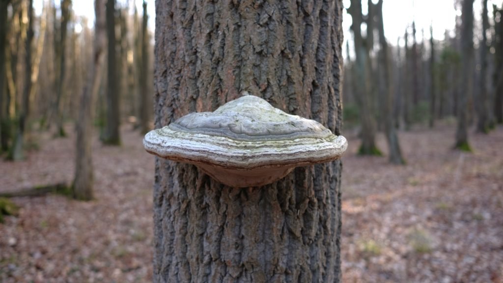 Agarikon Mushrooms: The Ancient Forest’s Answer to Modern Ailments