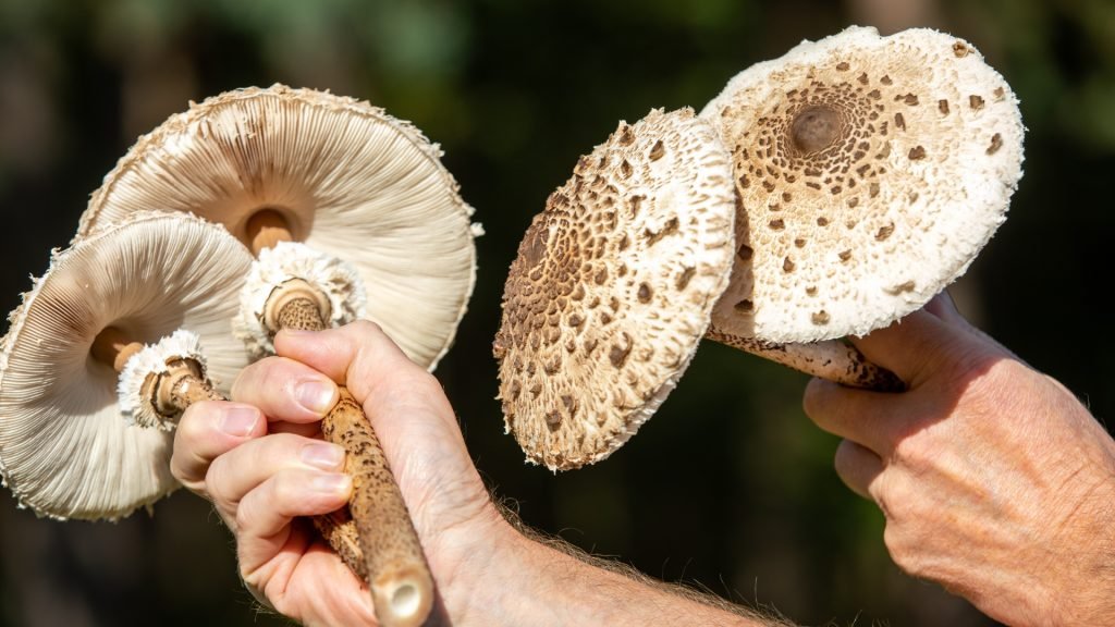 Giants Among Us: The Majestic Parasol Mushroom
