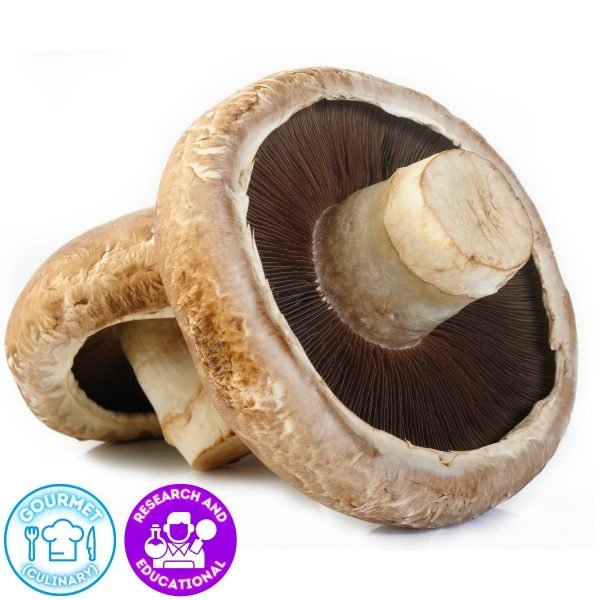 🍄🧬 Portobello Mushroom (Agaricus Bisporus)