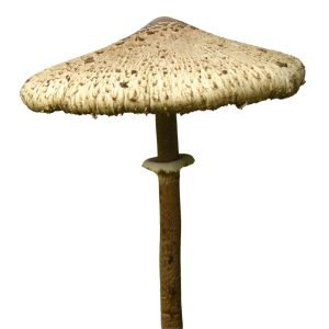 Parasol Mushroom (Macrolepiota Procera)