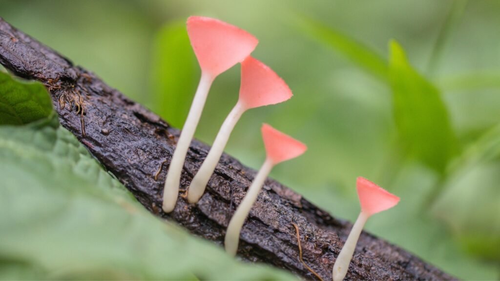 The Eco-Warriors: How Fungi Like the Pink Burn Cup Help Our Planet