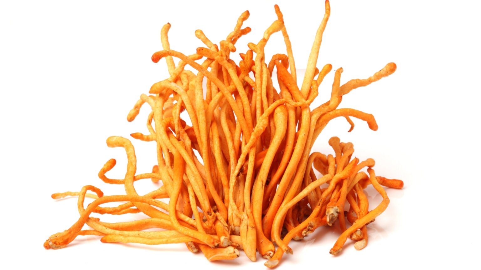 Cordyceps Cordyceps Militaris The 🍄 Mushroom Network 9682