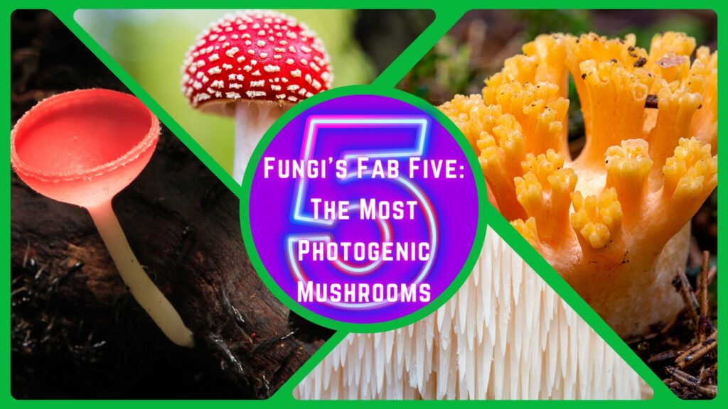 Fungi’s Fab Five: The Most Photogenic Mushrooms