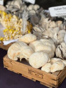 A selection of gourmet mushrooms including Lion's Mane and Italian Oysters at a market stall.